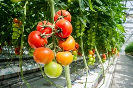 Клиентите на BILLA България пестят средства с любимите сезонни плодове и зеленчуци с марка BILLA Градини